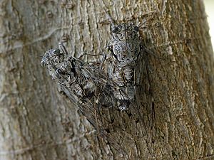 Cicada orni