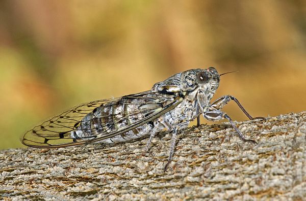Cicada orni