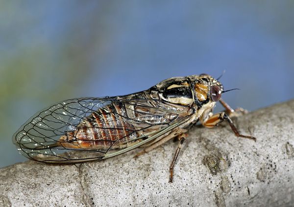 Cicadetta musiva