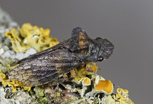 Ledra aurita