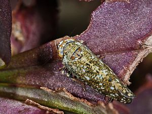 Orientis ishidae