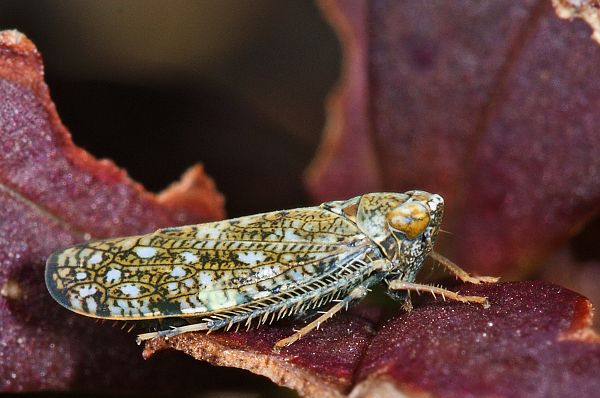 Orientis ishidae
