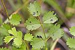 Pimpinella saxifraga