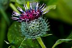 Arctium tomentosum