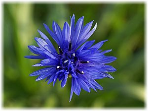 Centaurea cyanus