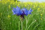 Centaurea cyanus