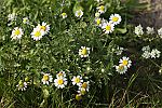 Tanacetum parthenium