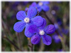 Anchusa azurea