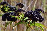 Sambucus ebulus