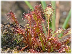 Drosera intermedia