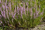 Calluna vulgaris