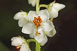 Pyrola rotundifolia
