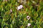 Vaccinium oxycoccos