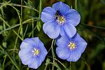 Linum perenne