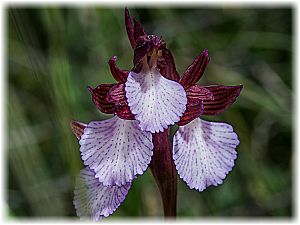 Anacamptis papilionacea grandiflora Si