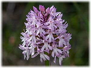 Anacamptis pyramidalis