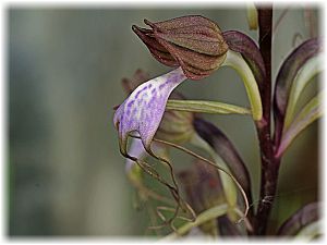 Comperia comperiana