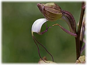Comperia comperiana