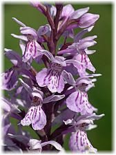 Dactylorhiza fuchsii