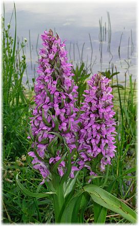 Dactylorhiza incarnata