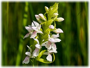Dactylorhiza incarnata weiss