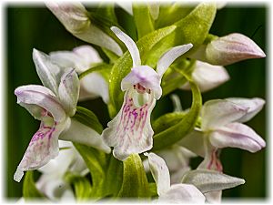 Dactylorhiza incarnata weiss