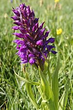 Dactylorhiza umbrosa