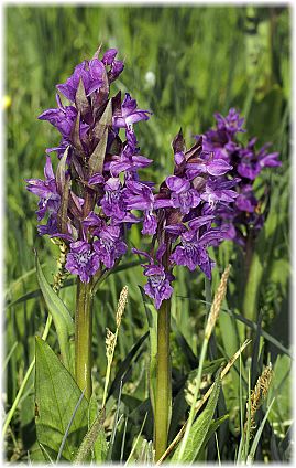 Dactylorhzia majalis