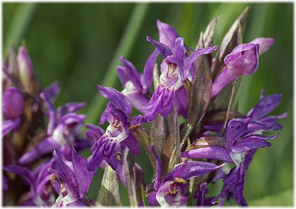 Dactylorhzia majalis