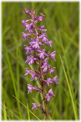 Gymnadenia conopsea