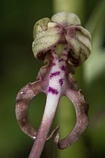 Himantoglossum adriaticum