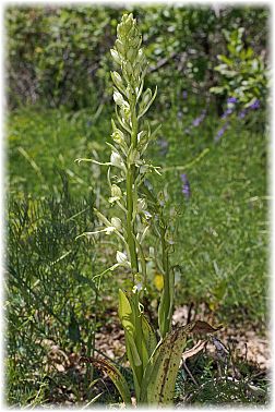 Himantoglossum affine