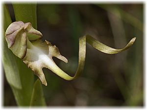 Himantoglossum affine