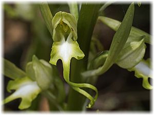 Himantoglossum affine