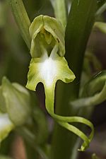 Himantoglossum affine