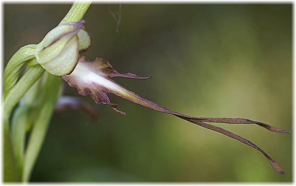 Himantoglossum affine