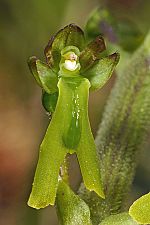 Listera ovata