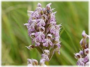 Neotinea lactea