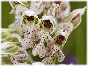 Neotinea lactea