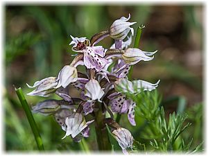 Neotinea lactea