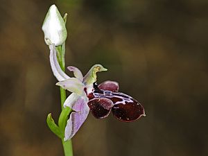 Ophrys antalyensisX