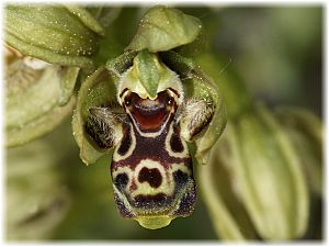 Ophrys attica