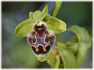 Ophrys attica