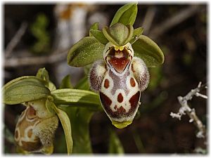 Ophrys attica