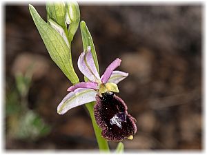 Ophrys balearica