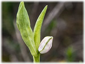 Ophrys balearica