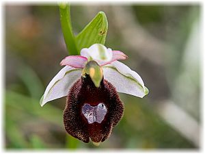 Ophrys balearica