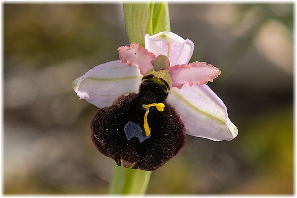 Ophrys balearica