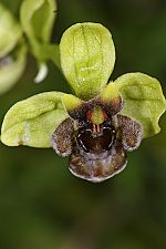 Ophrys bombyliflora