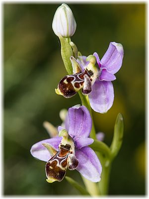 Ophrys cornutula